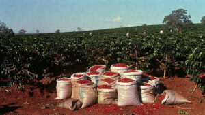 Por que o Brasil é o maior produtor de café do mundo há 150 anos?
